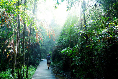 Rear view of man walking on footpath in forest