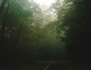 Road passing through forest