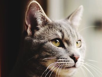 Close-up portrait of a cat looking away