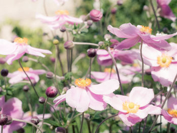 Close-up of pink flowers blooming outdoors