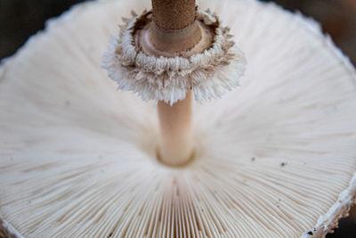 A macrolepiota mushroom taken upside down, etna.
