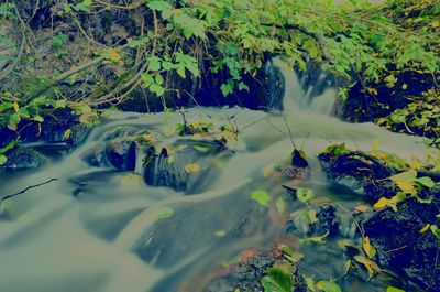 Trees growing in forest