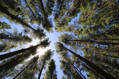 Low angle view of trees in forest against sky