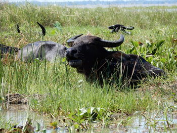 A herd of water buffaloes is grazing in southern myanmar.