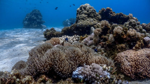 Shallow corals at pagkilatan