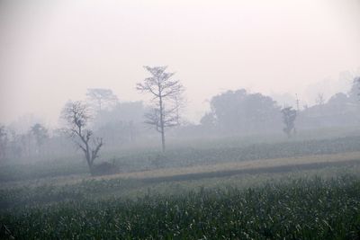 Scenic view of field in foggy weather