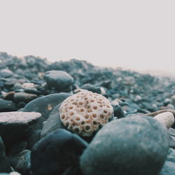 Close-up of pebbles on beach