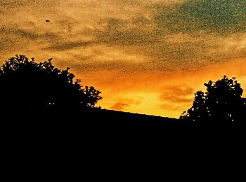 Silhouette of trees at sunset