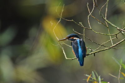 Kingfisher perching on branch