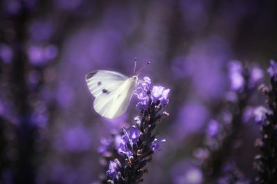 Close-up of butterfly pollinating on purple flower