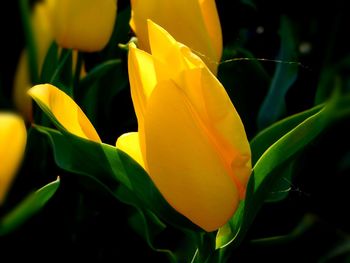 Close-up of yellow flowers