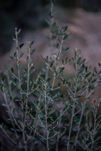 Close-up of plants