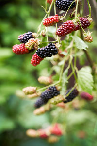 Close-up of berries growing on plant