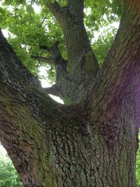 Low angle view of trees in forest