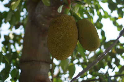 Low angle view of fruits hanging on tree