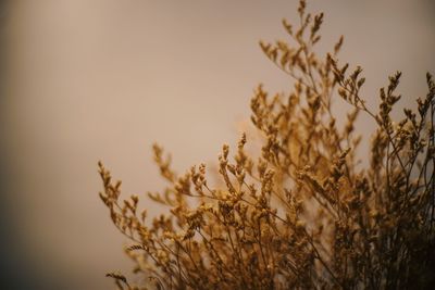 Close-up of plants against sky