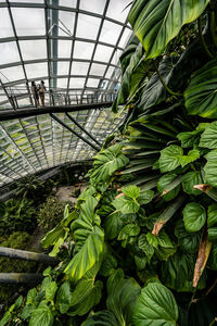 greenhouse