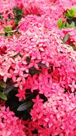 Full frame shot of pink flowers