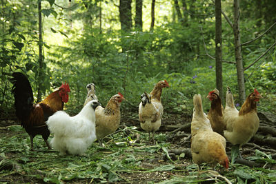 Flock of birds in farm