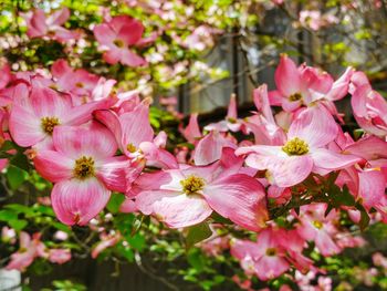 Close-up of pink flowers