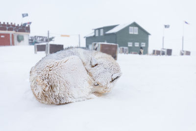 View of a white house on snow