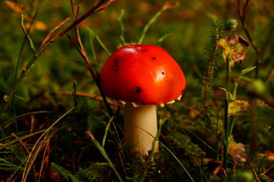 Close-up of fly agaric mushroom
