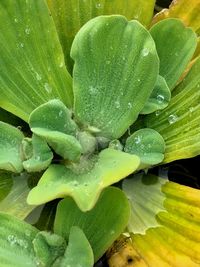 Close-up of water drops on leaves