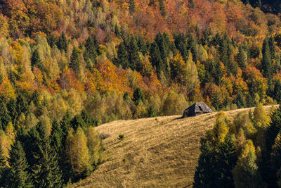 Trees in forest during autumn