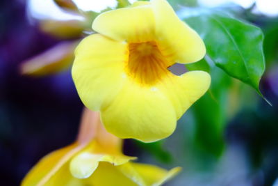 Close-up of yellow flower blooming outdoors