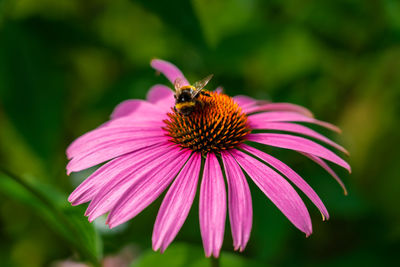 Close-up of honey bee pollinating on pink flower