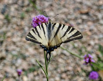 Close-up of butterfly pollinating on flower