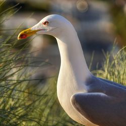 Close-up of a bird looking away