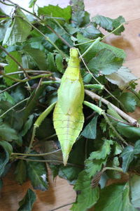 High angle view of crab on leaf