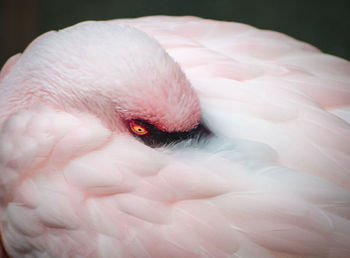 Close-up of a bird