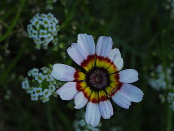 Close-up of purple flower