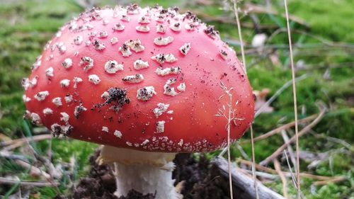 Close-up of fly agaric mushroom