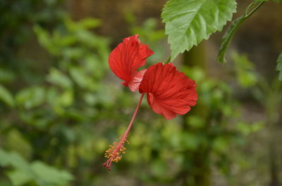 Close-up of red hibiscus flower