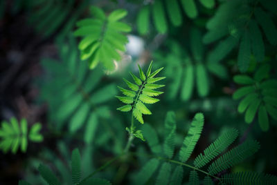 Close-up of fern