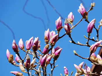 Close-up of pink flowering plant against clear sky