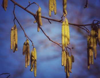 Low angle view of hanging tree