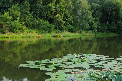 Scenic view of lake