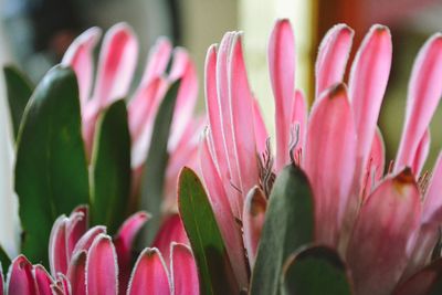 Close-up of pink tulips