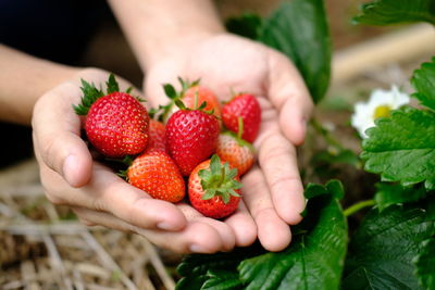Close-up of hand holding strawberries