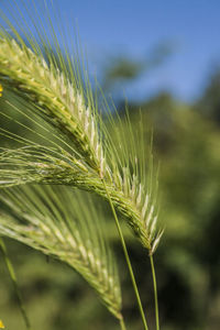 Close-up of wheat growing on field