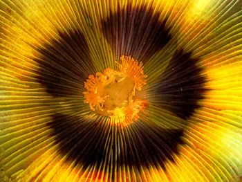 Full frame shot of flower