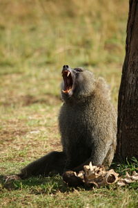 Monkeys sitting on land