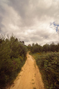 Road amidst plants and trees against sky