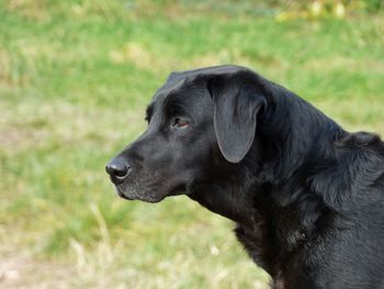 View of dog on grassy field