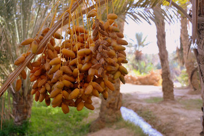 Close-up of corn hanging on tree