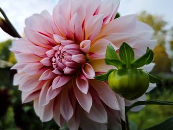 Close-up of pink dahlia flower